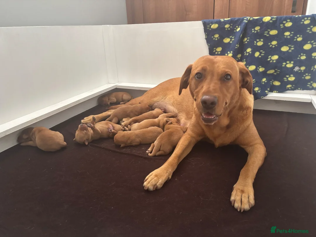Labrador Retriever dogs for sale: KC Fox Red Labradors in Chelmsford - Advert 12