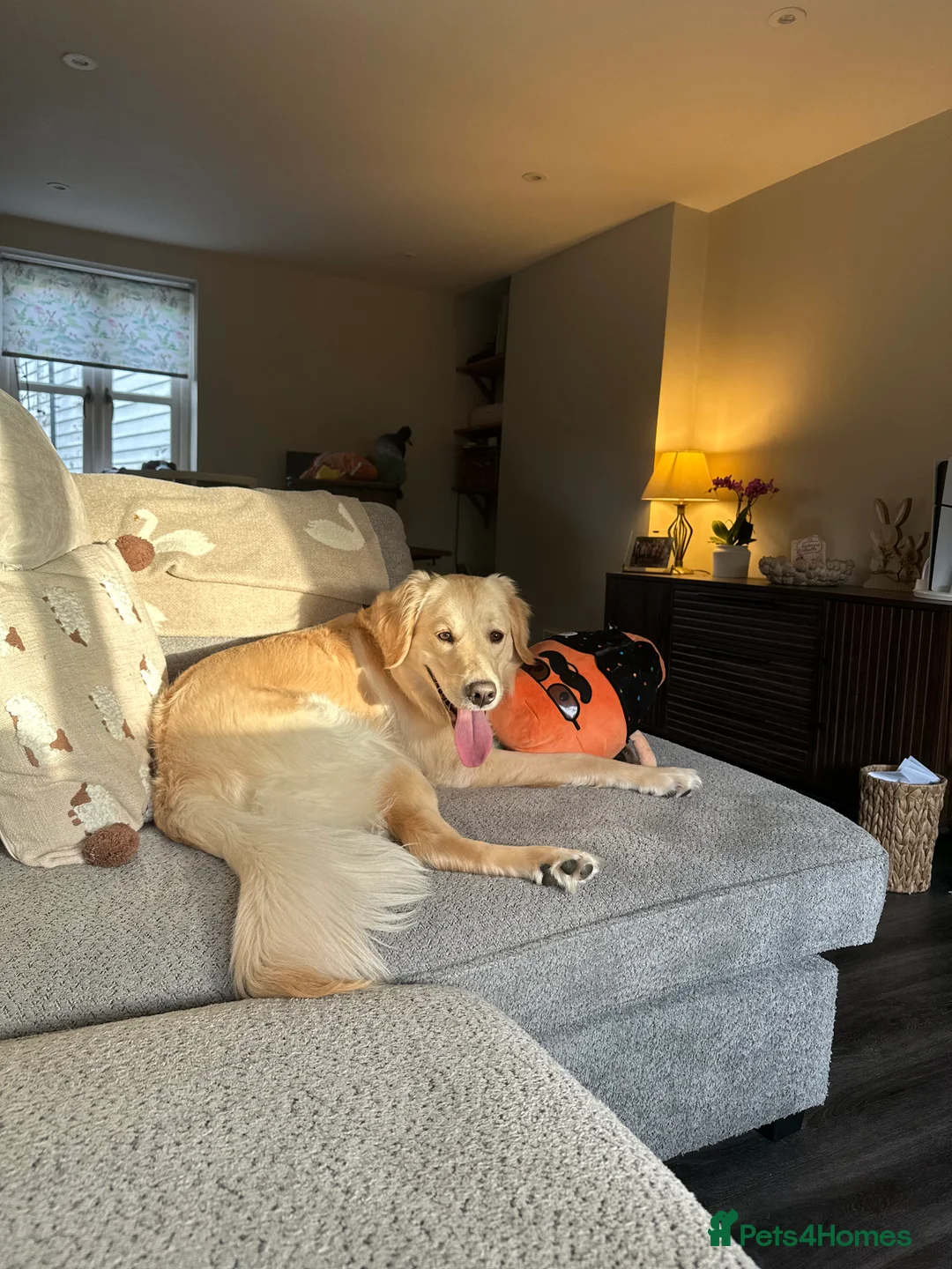 Golden Retriever dogs for sale: Golden retriever - 10 months old  - Advert 1