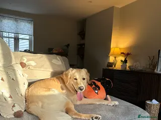 Golden Retriever dogs Golden retriever - 10 months old - Advert 13