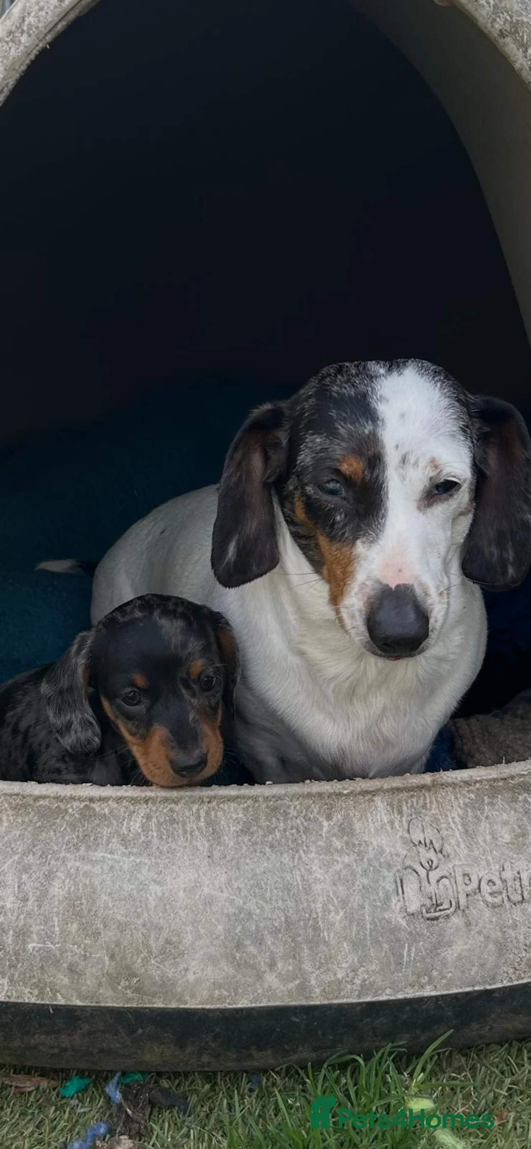 Miniature Dachshund dogs for sale: Mini dachshund puppy for sale !  - Advert 1