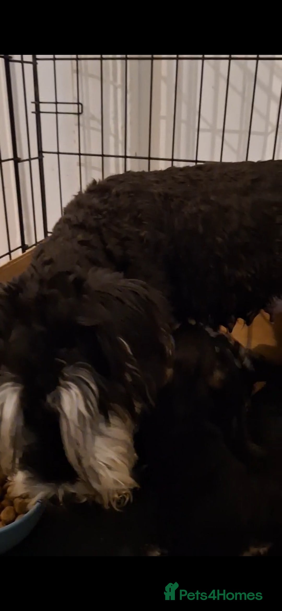 Miniature Schnauzer dogs for sale: Adorable Miniature Schnauzer Puppies for Sale - Image 9