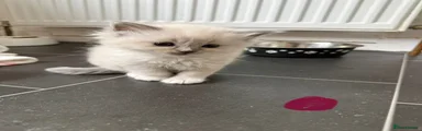 Ragdoll Kitten 3