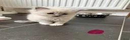 Ragdoll cats for sale:     Stunning Ragdoll Kittens - Advert 8