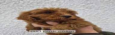 Cockapoo 6