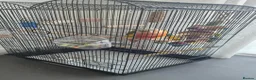 Conures birds for sale: Green-Cheeked Conure in Barking - Advert 8