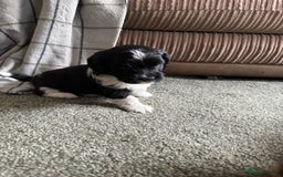 Shihpoo dogs for sale: 4 shihpoo males  in Telford - Image 18