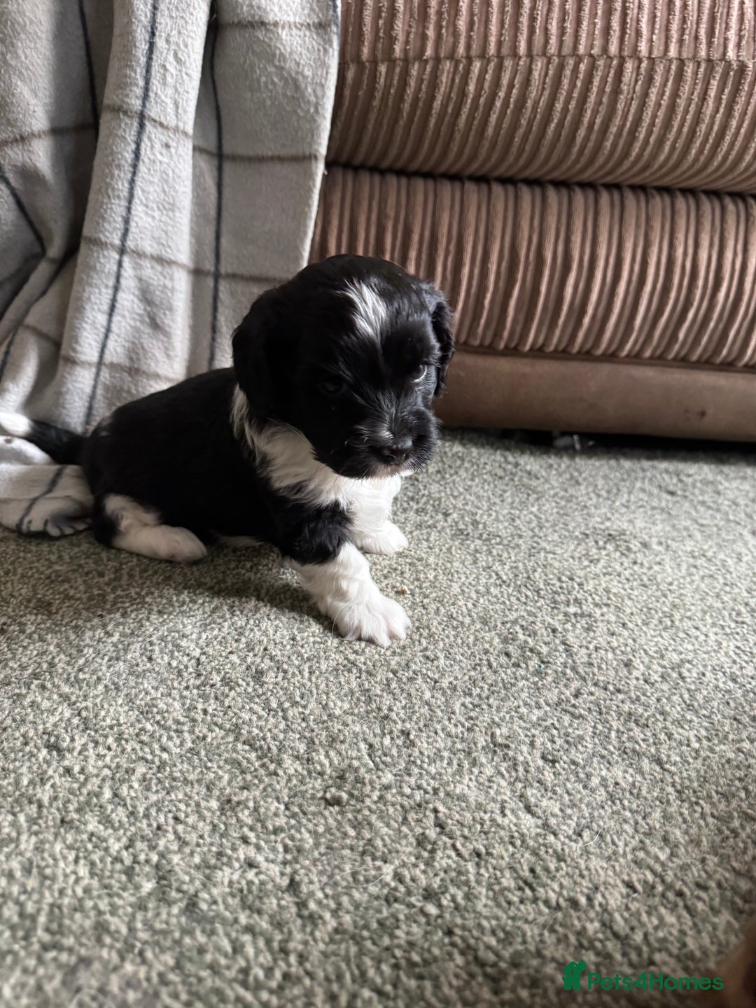 Shihpoo dogs for sale: 4 shihpoo males  in Telford - Image 18