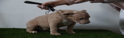 American Bully dogs for sale: Micro American bully puppies  - Advert 10