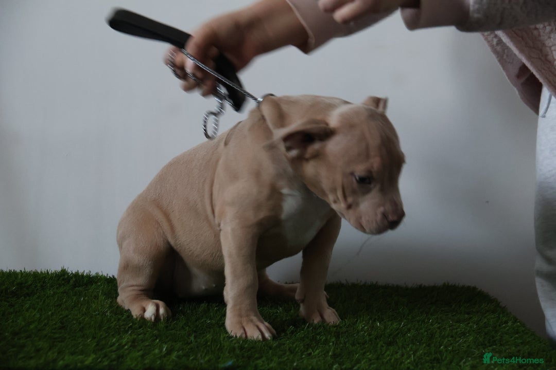American Bully dogs for sale: Micro American bully puppies  - Advert 10