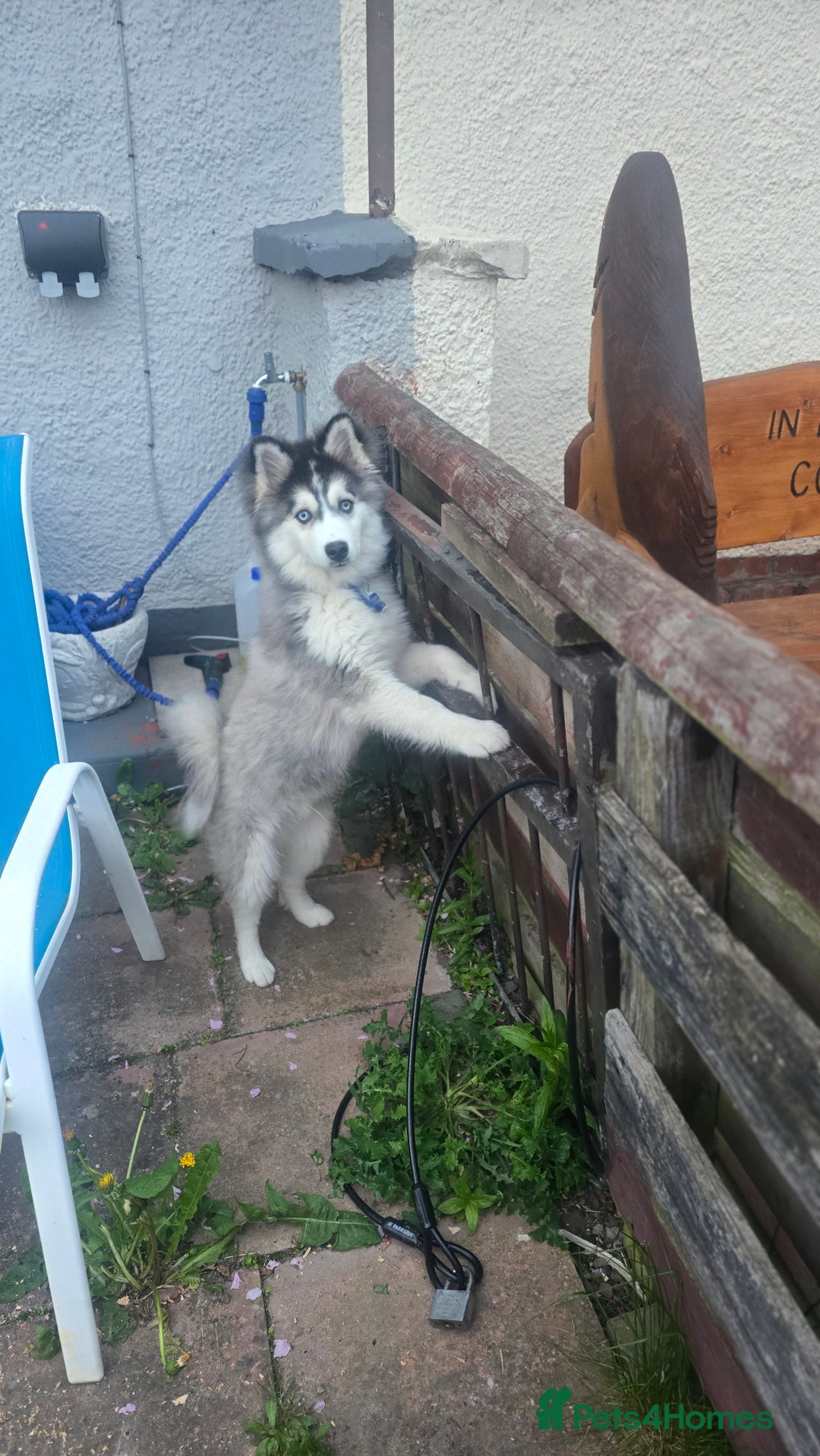 Pomsky dogs for sale: Pomsky Puppies for Sale - Advert 8