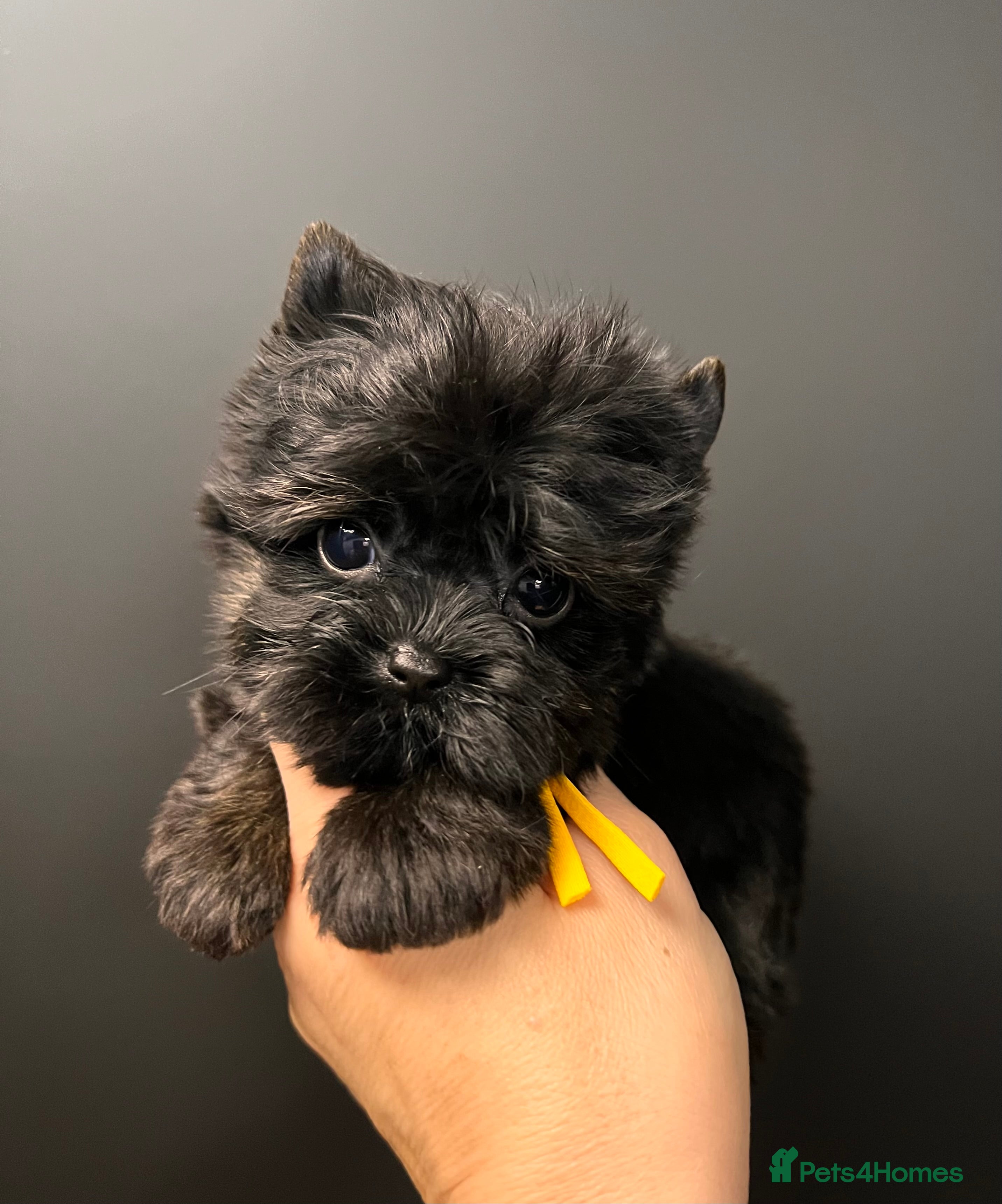 Yorkshire Terrier dogs 🎀 Tiny Little Mini Yorkshire Terrier Girls 🎀 - Advert 3