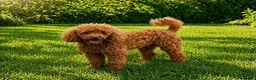Cockapoo dogs for sale: Litter of cockerpoos due June 2026 - Advert 2