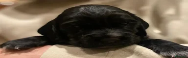 Cocker Spaniel 1