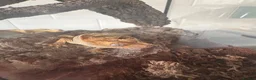 Gecko reptiles for sale: Crested Gecko 9 months old with mini viv - Advert 5