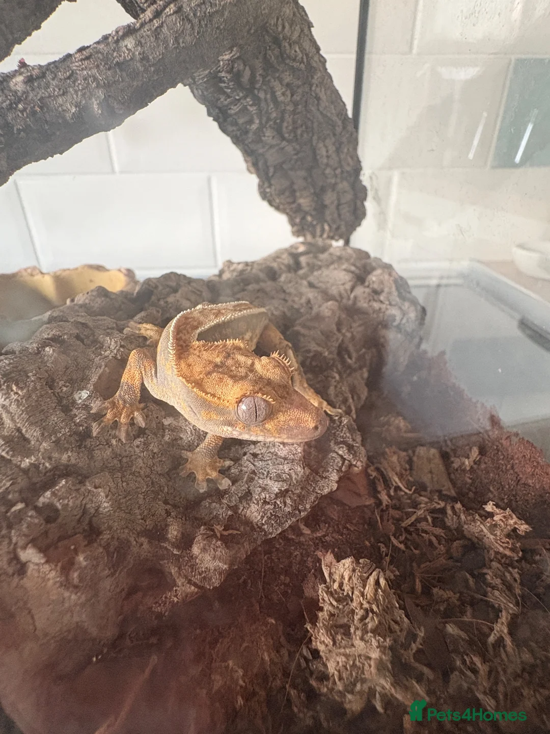 Gecko reptiles for sale: Crested Gecko 9 months old with mini viv - Advert 5