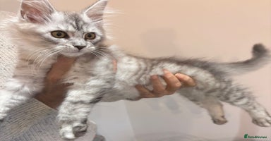 Maine Coon cats - Advert 7