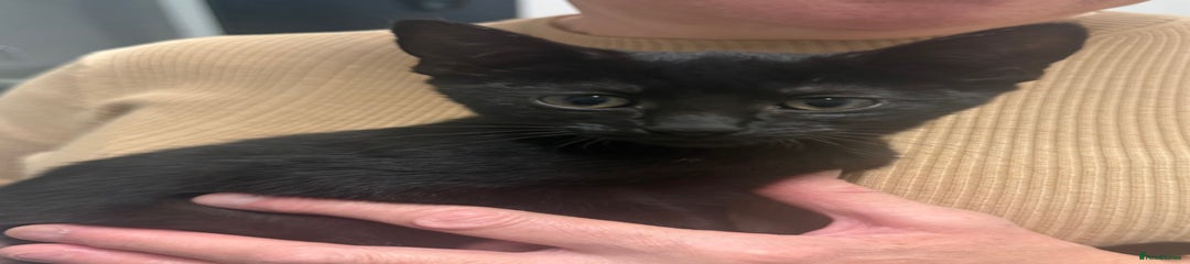 Mixed Breed Kitten 3
