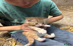 British Shorthair cats for sale: Beautiful litter of adorable kittens - Image 11