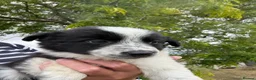 Border Collie dogs for sale: Fantastic Rough Coated Border Collies - Advert 13