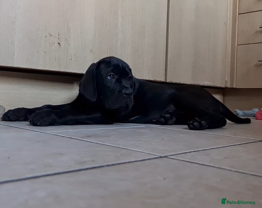 Cane Corso dogs for sale: READY TO LEAVE! BIG, CHUNKY Cane Corso puppies! - Advert 10