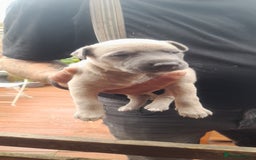 Whippet dogs for sale: Whippet pups  - Image 4