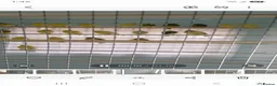 Canaries birds for sale: Roller canary  - Advert 4