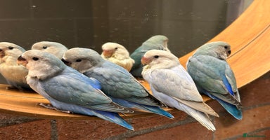 Lovebirds birds - Advert 12