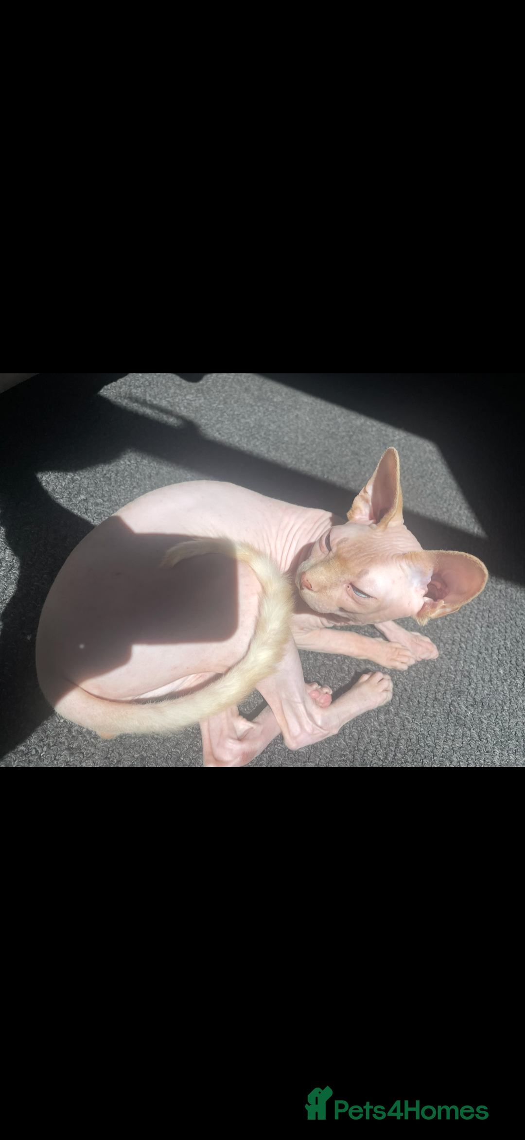 Sphynx cats for sale: Sphynx cat  - Advert 2