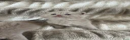 British Shorthair cats for sale: Gccf British short hairs 🥇 - Advert 2