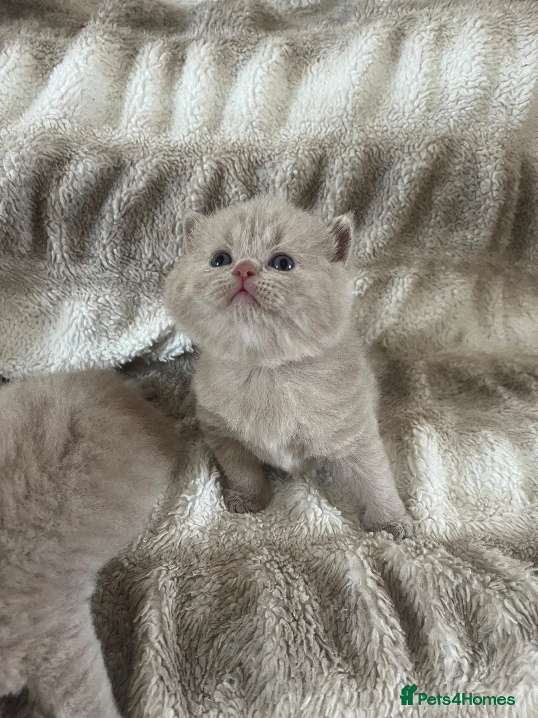British Shorthair cats for sale: Gccf British short hairs 🥇 - Advert 2
