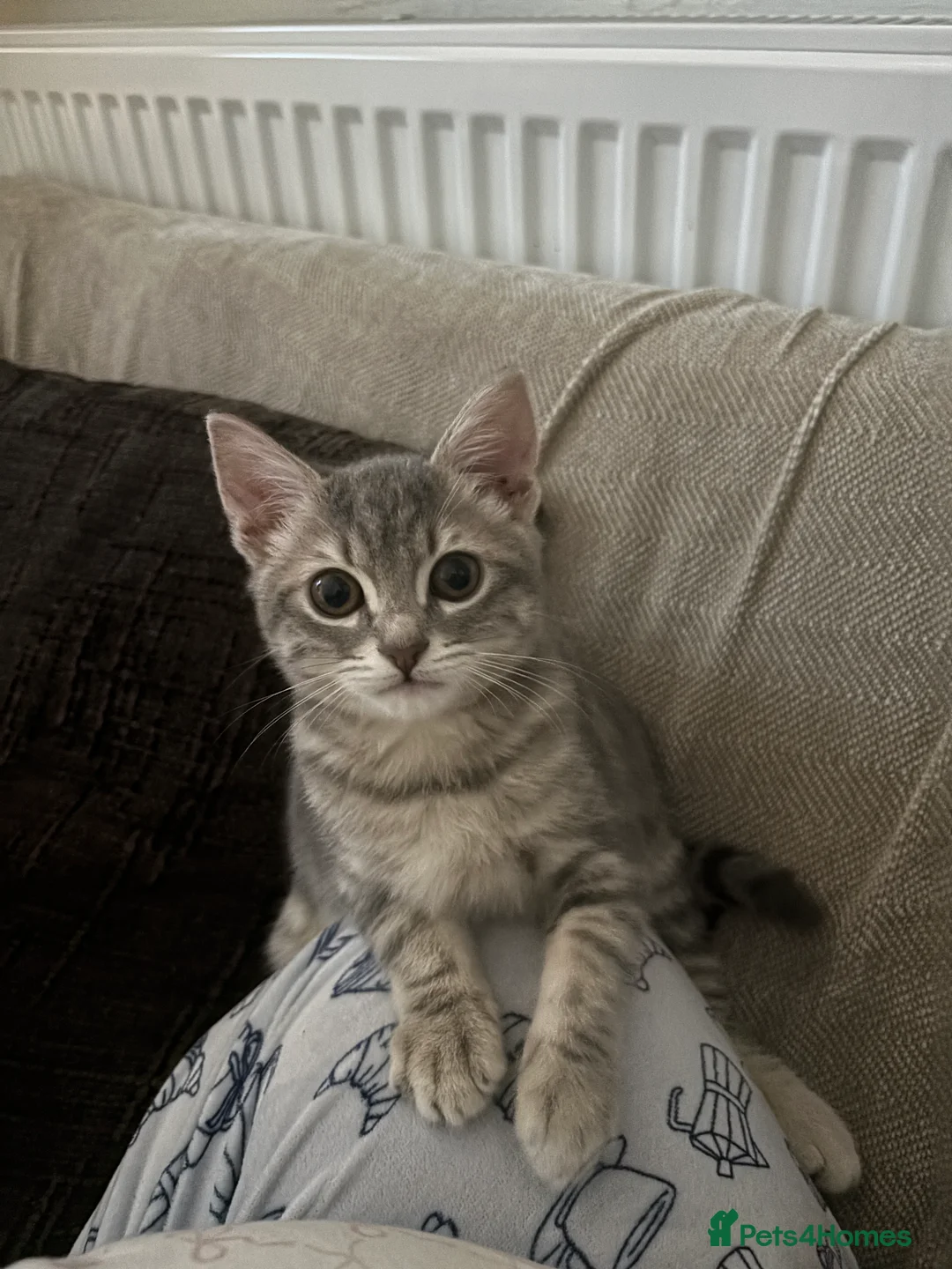 Mixed Breed cats for sale: female kitten for sale  - Advert 2