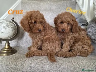 Cavapoo dogs Cavapoos Fb1. READY TO LEAVE NOW ***** - Advert 9