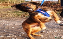 Mixed Breed dogs for adoption: Meet Charlie - a Lovely old boy, for a loving Home - Image 9