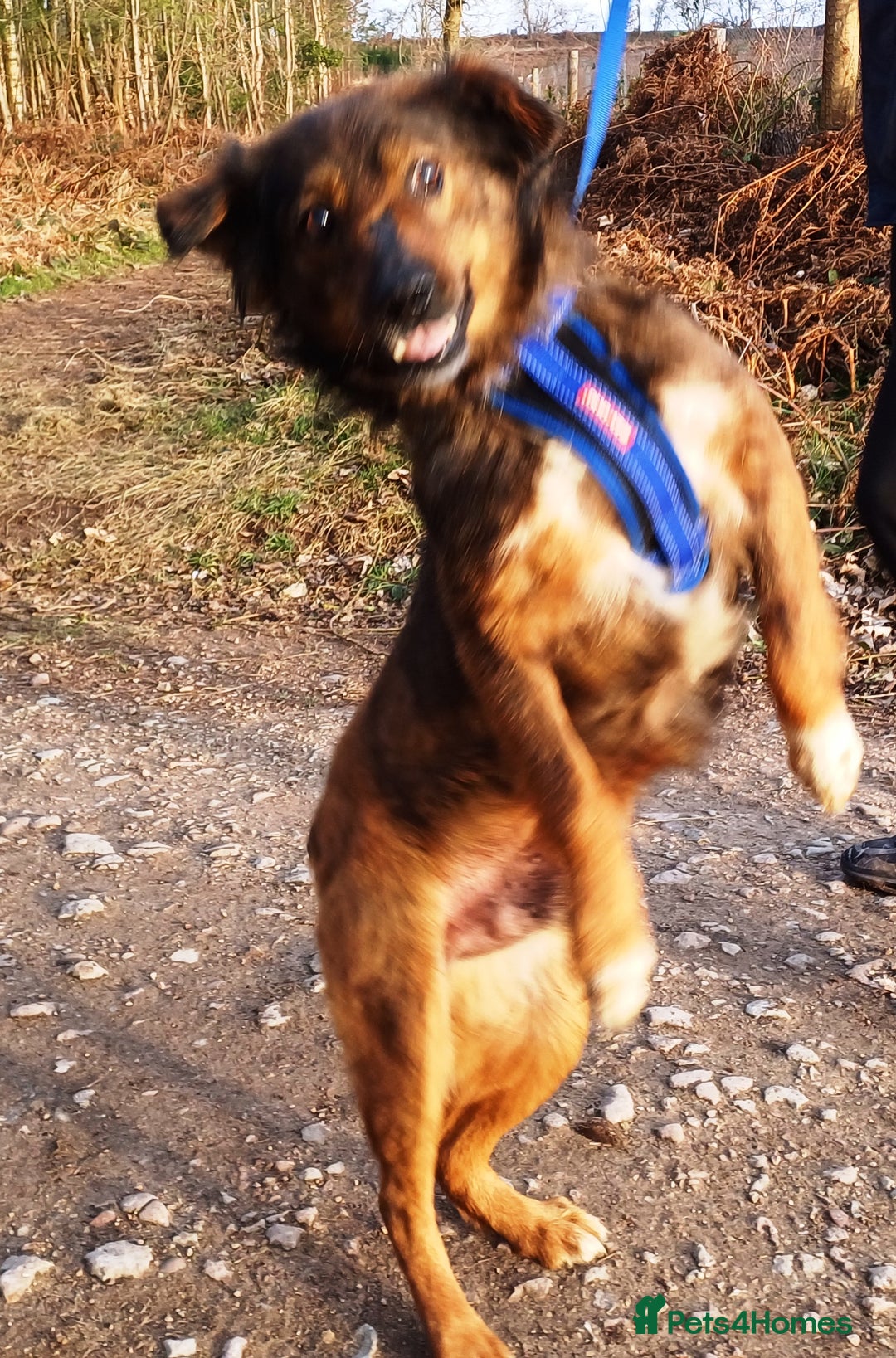 Mixed Breed dogs for adoption: Meet Charlie - a Lovely old boy, for a loving Home - Image 9