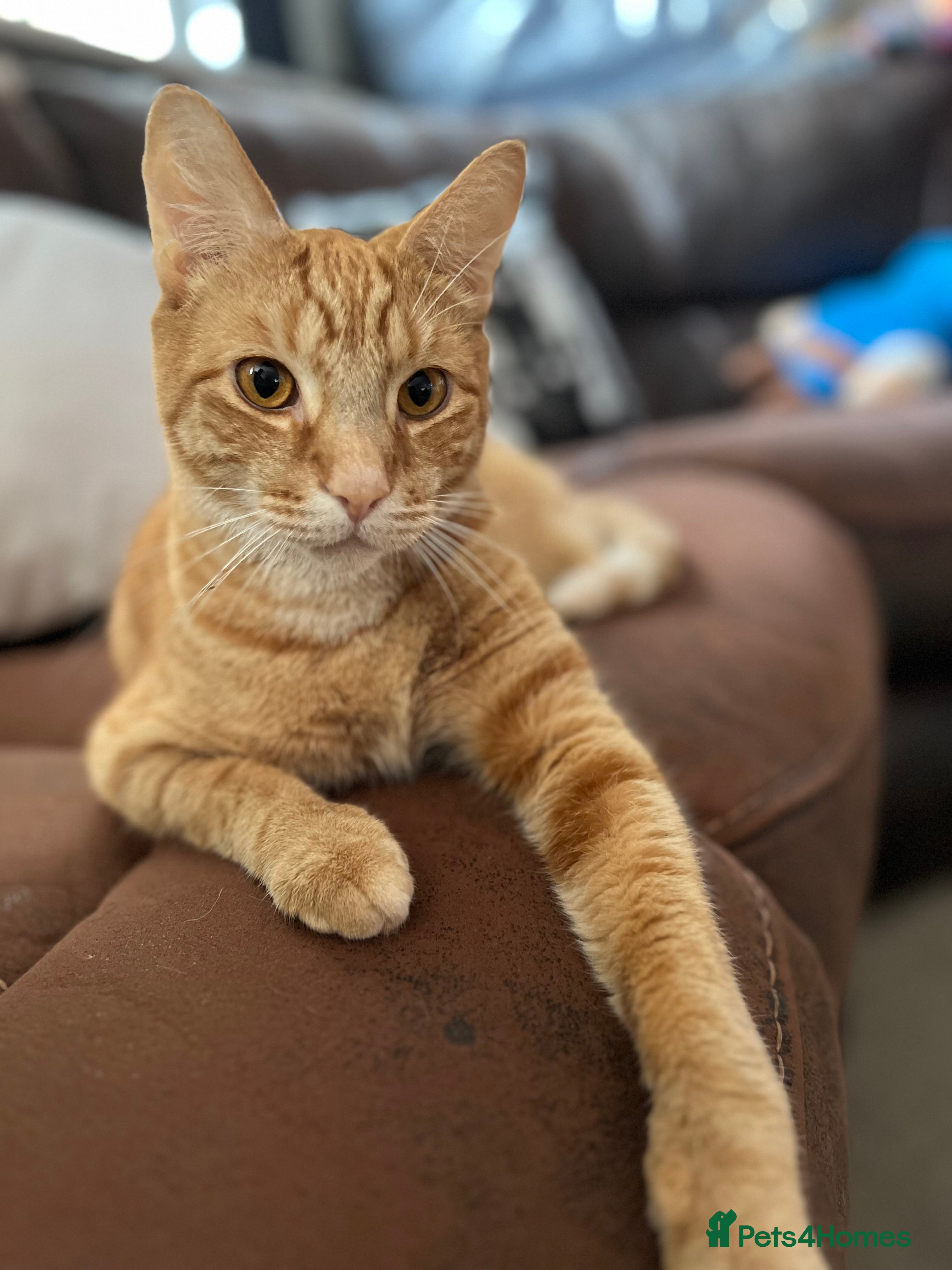 Mixed Breed birds 3-year-old cat looking for a new home - Advert 3