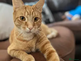 Mixed Breed birds 3-year-old cat looking for a new home - Advert 12