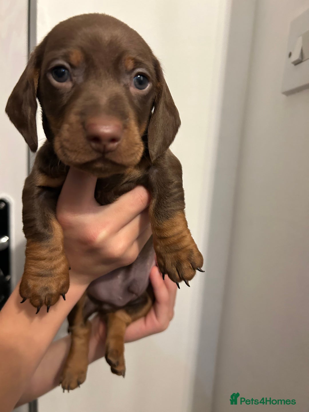 Dachshund dogs for sale: 5 stunning Dachshund puppies - Image 26