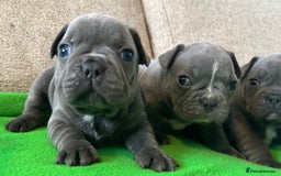 French Bulldog dogs for sale: Solid Blue French Bulldog female puppies - Image 5