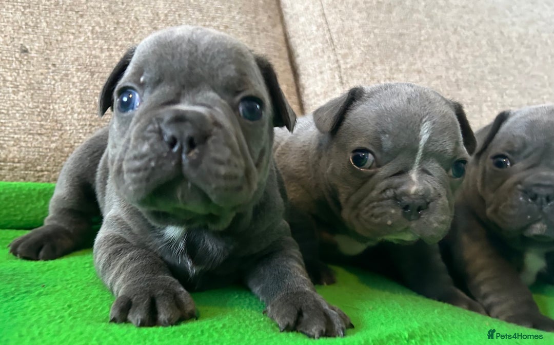 French Bulldog dogs for sale: Solid Blue French Bulldog female puppies - Image 5