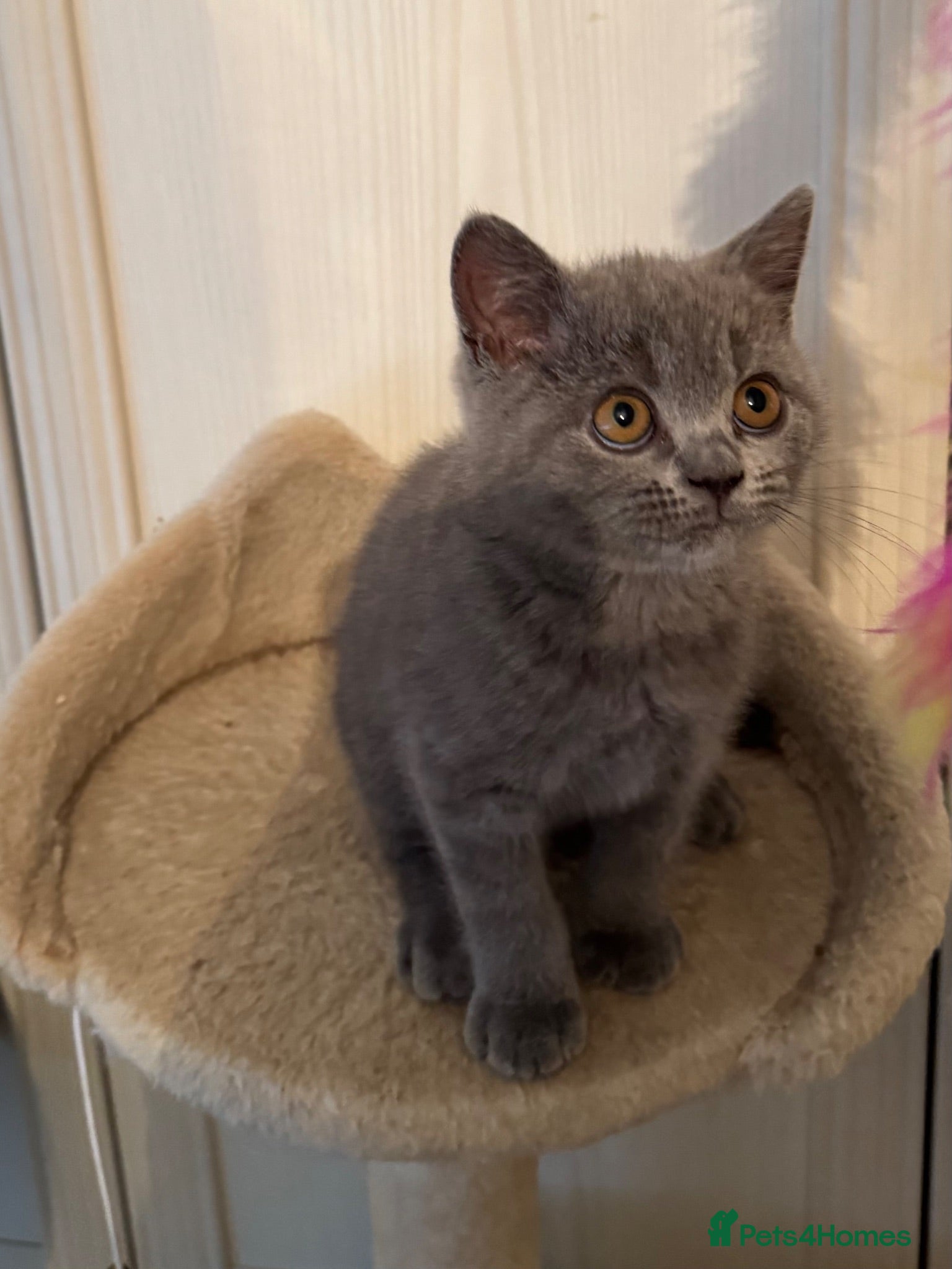 British Shorthair cats *READY NOW* Beautiful BSH Blue Boy – GCCF Reg - Advert 2