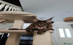 Maine Coon cats for sale: Girl Maine Coon Ivy - Image 3