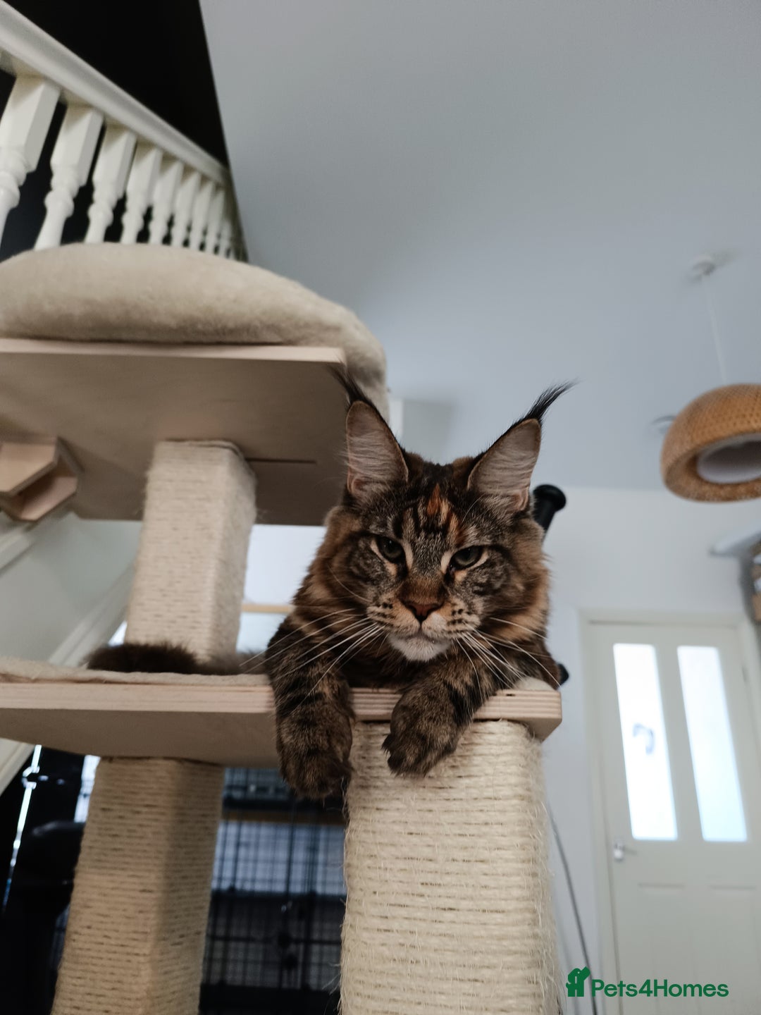 Maine Coon cats for sale: Girl Maine Coon Ivy - Image 3