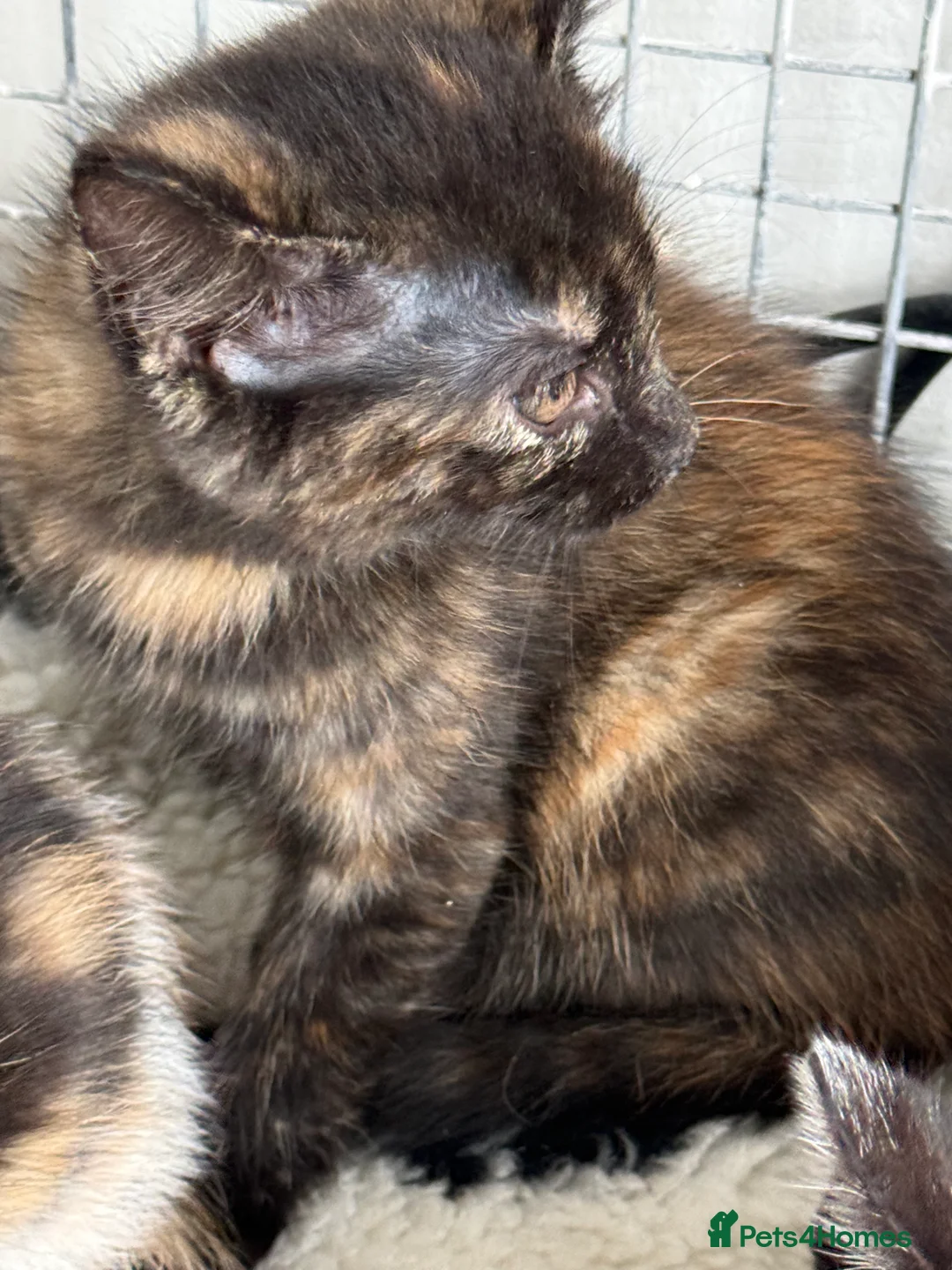 Mixed Breed cats for sale: BEAUTIFUL KITTENS FOR SALE x BSH 💙 💙🩷🩷 £85  - Advert 2