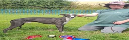 Whippet dogs for stud: Stud..Classy Blue 19.tts..Racing/Sportingbred. - Advert 4