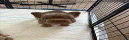 French Bulldog dogs for sale:  MASSIVELY REDUCED AGAIN!!READY TO LEAVE-frenchies - Advert 22
