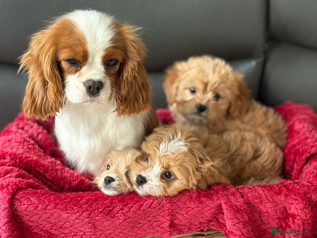 Cavapoo dogs for sale: Beautiful cavapoos ready now - Advert 5