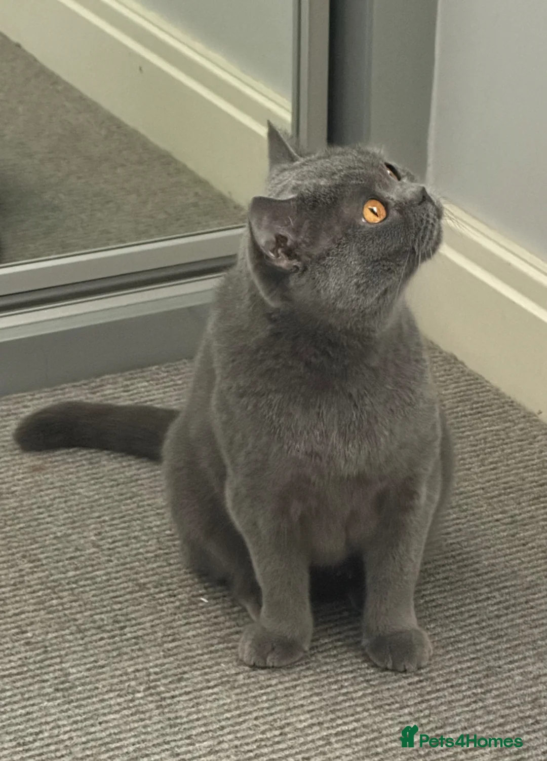 British Shorthair cats for sale: Sisters Looking for Their Perfect Retirement Home - Advert 9