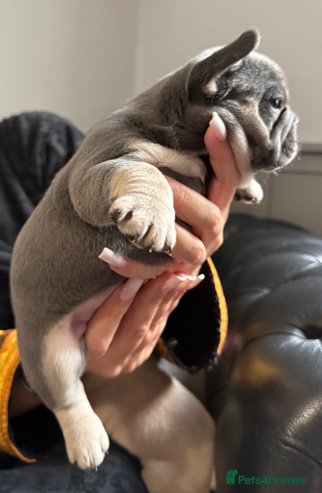 French Bulldog dogs for sale: Well bred French Bulldog Puppies  - Image 7