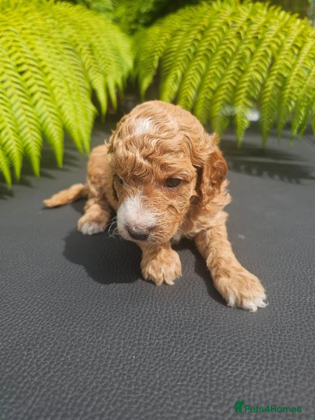 Cavapoo dogs for sale: Cavapoo Puppies For Sale Well Socialised   - Advert 2