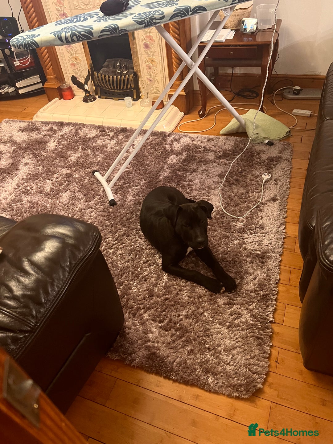 Mixed Breed dogs for sale: Beautiful black and white mixed bully  - Image 2